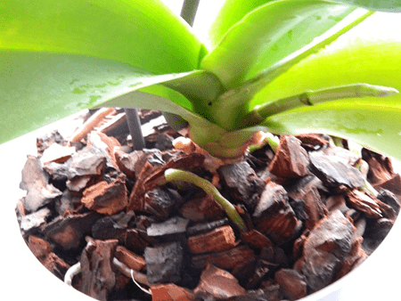 Как подготовить сосновую кору для посадки орхидеи